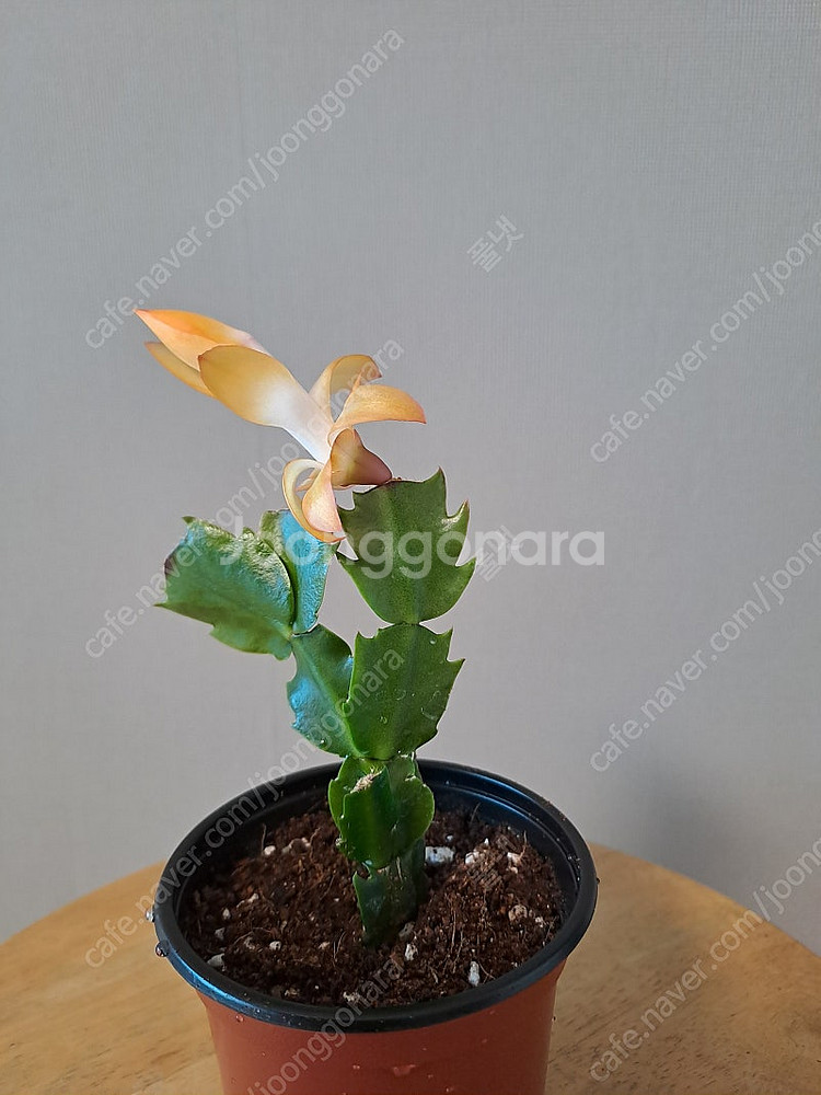 금지옥엽 게발선인장 (수입식물)--0