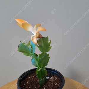 금지옥엽 게발선인장 (수입식물)