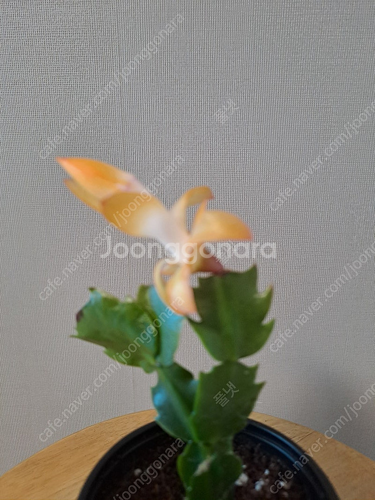 금지옥엽 게발선인장 (수입식물)--1