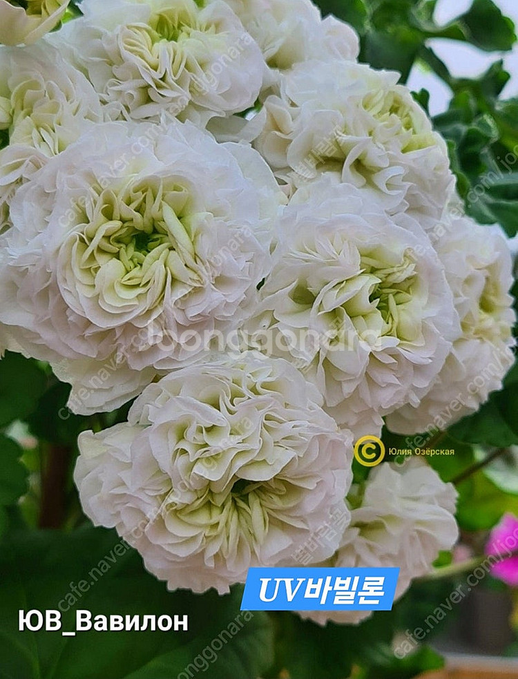 U V바빌론 러시아제라늄--0