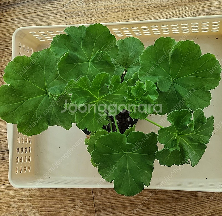 제라늄 와일드엔젤--0