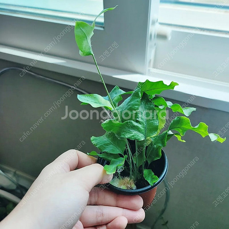 대왕토끼발 고사리--2