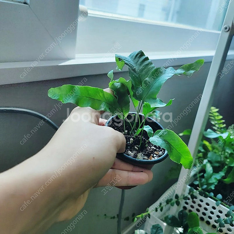 대왕토끼발 고사리--3