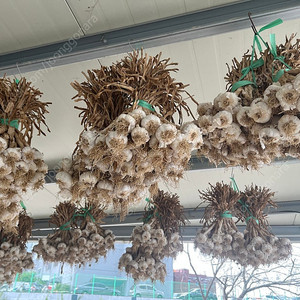 홍산마늘 중 자