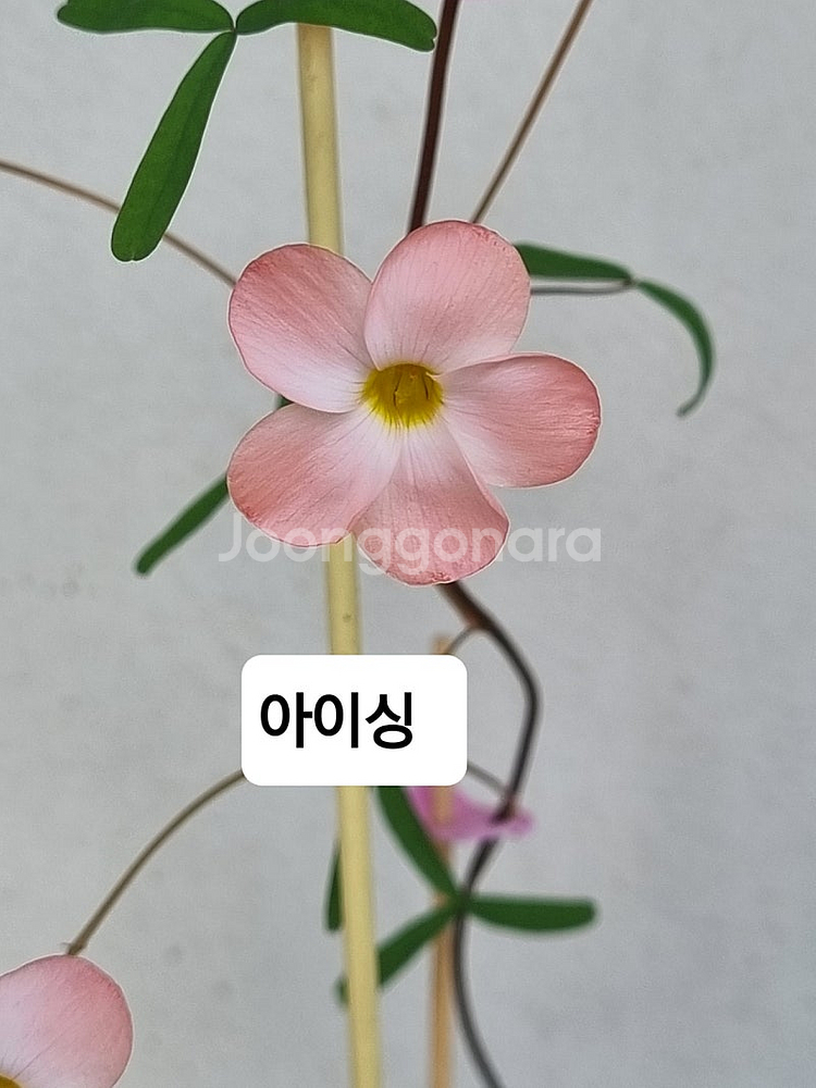 최고급종 사랑초 블러드 루나할로 나이트프린세스--1