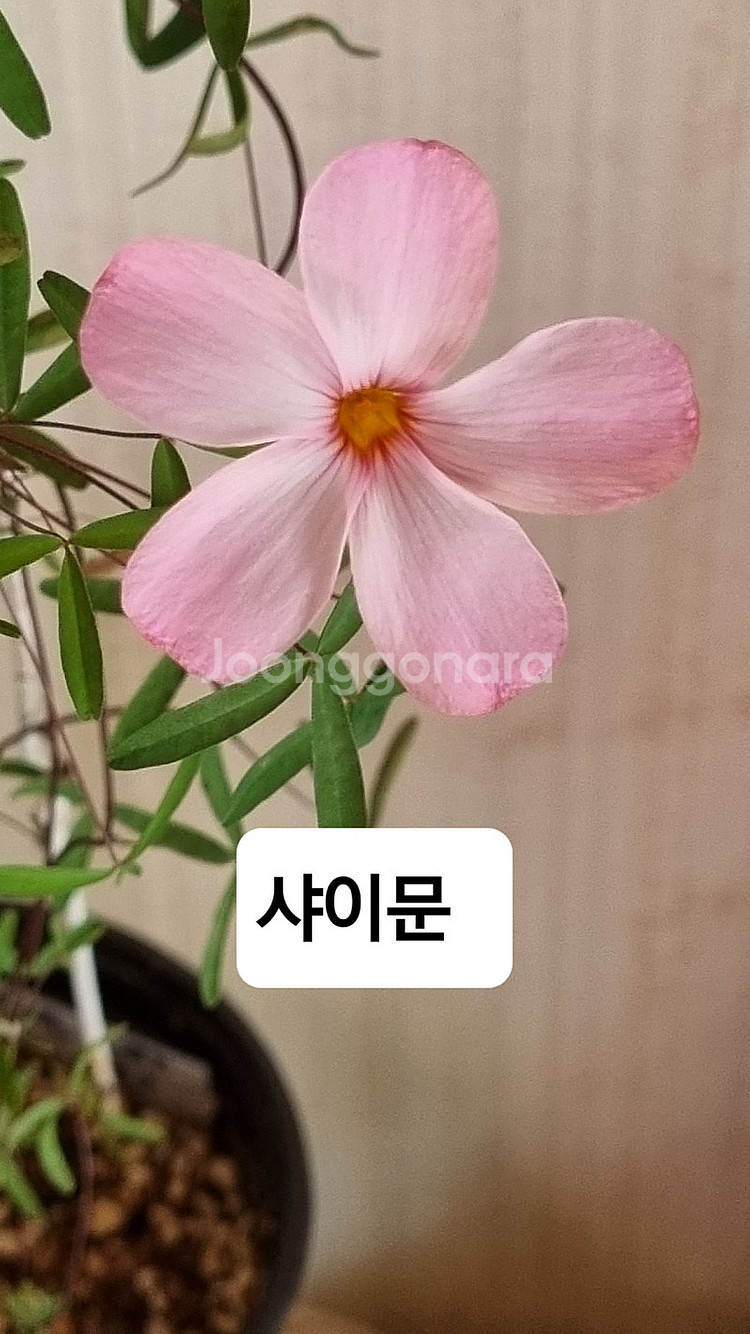 최고급종 사랑초 블러드 루나할로 나이트프린세스--4