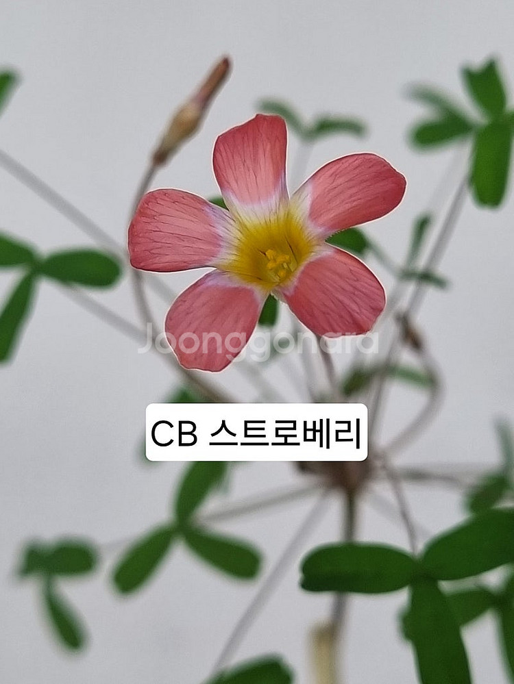 최고급종 사랑초 블러드 루나할로 나이트프린세스--5