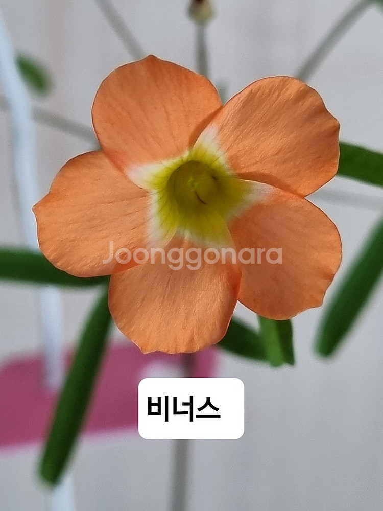 최고급종 사랑초 블러드 루나할로 나이트프린세스--9