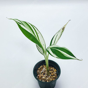 [가격할인] 흰무늬 바나나 Musa Florida Variegated Banana