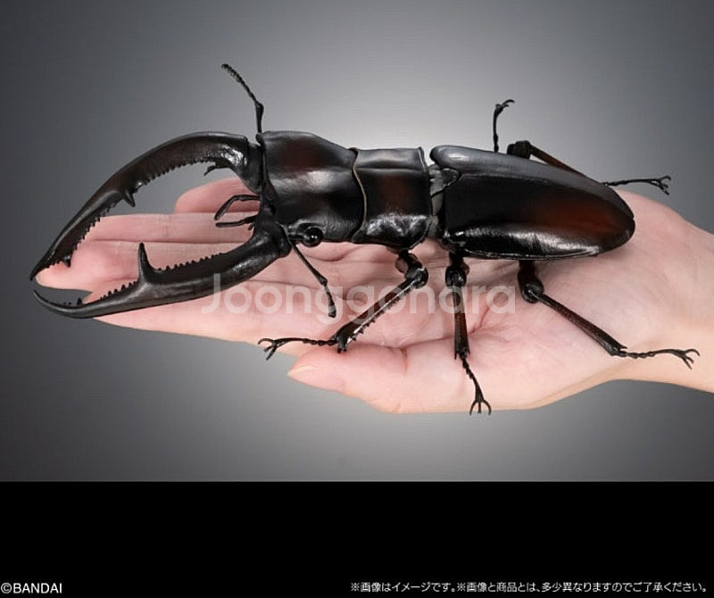 BANDAI(반다이), 생물대도감(어드벤스 사슴벌레 1...--1