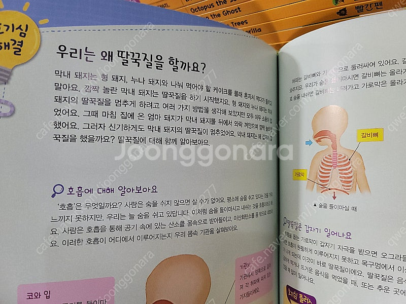 교원에듀 도요새 호기심 큐 영어 - 최신판, 새책수준--8