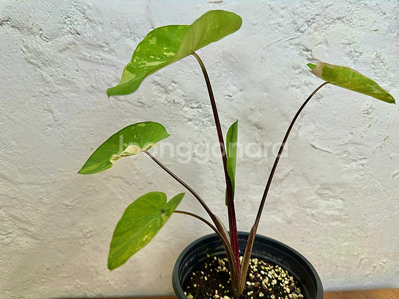 콜로카시아 핑크사파이어 (핑크피치X, 트리플베리핑크X,...--4