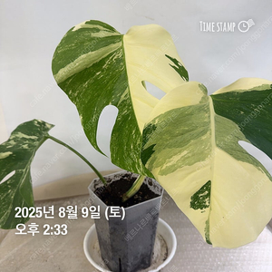 몬스테라 알보
