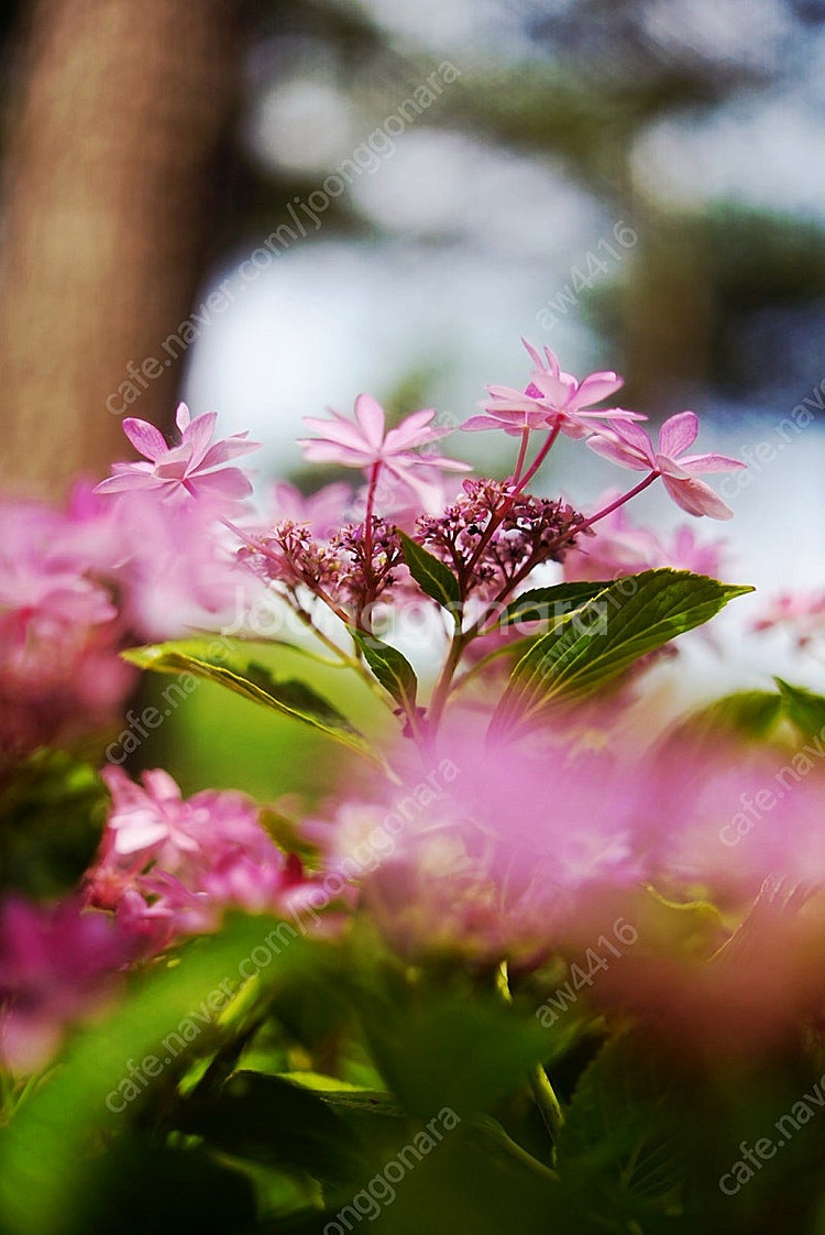 삼양 50mm f1.4 FE II (소니E마운트)--5