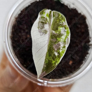 알로카시아 푸세이도 산데리아나 핑크 바리에가타