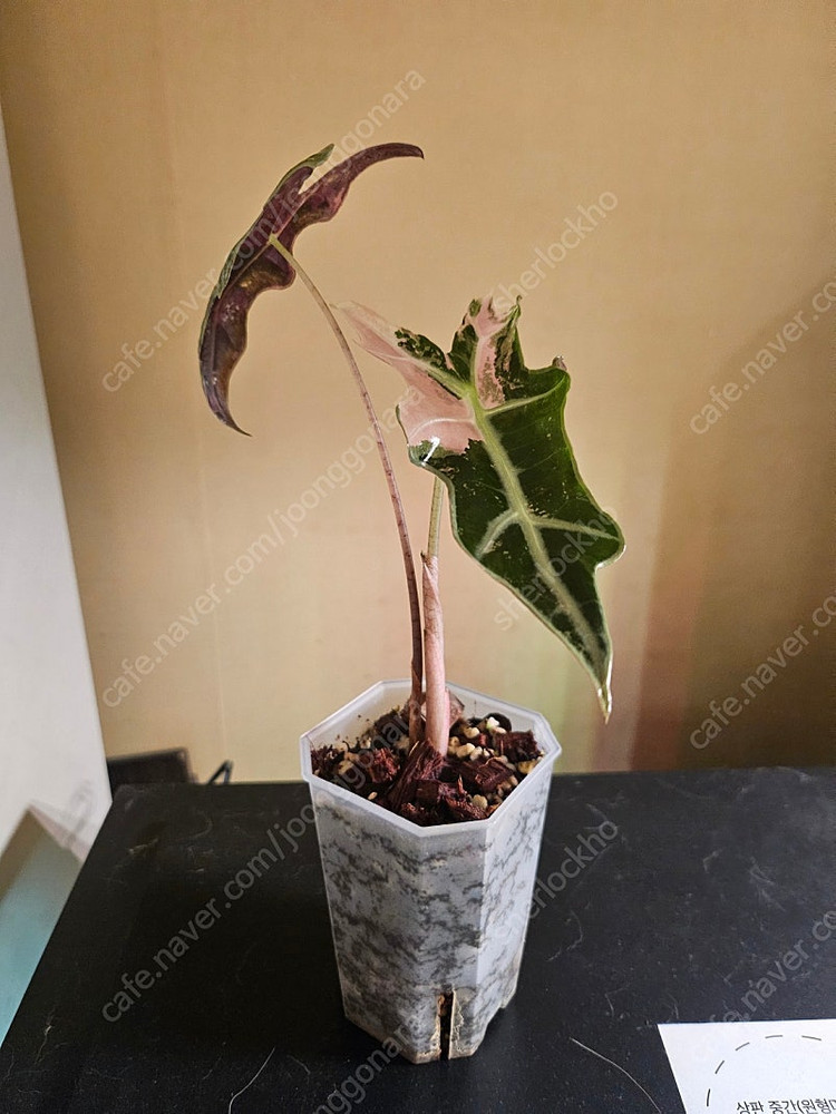 무천이 알로카시아 노빌리스 핑크바리에가타 분양합니다--2