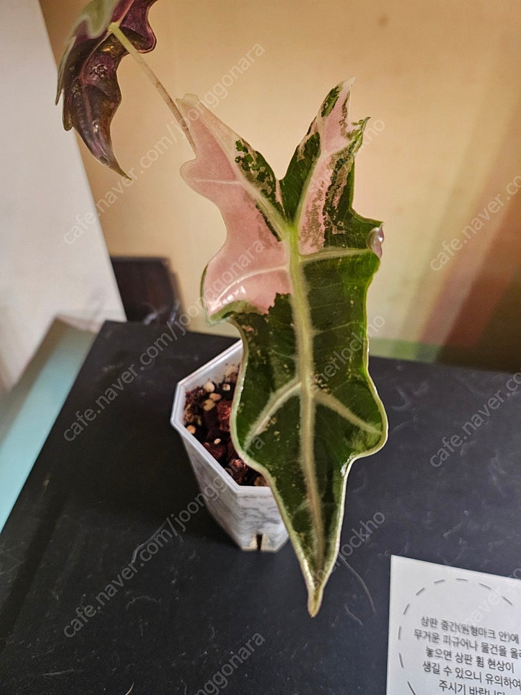 무천이 알로카시아 노빌리스 핑크바리에가타 분양합니다--3