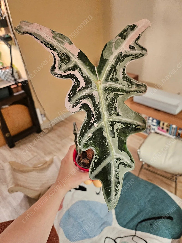 무천이 알로카시아 노빌리스 핑크바리에가타 분양합니다--4