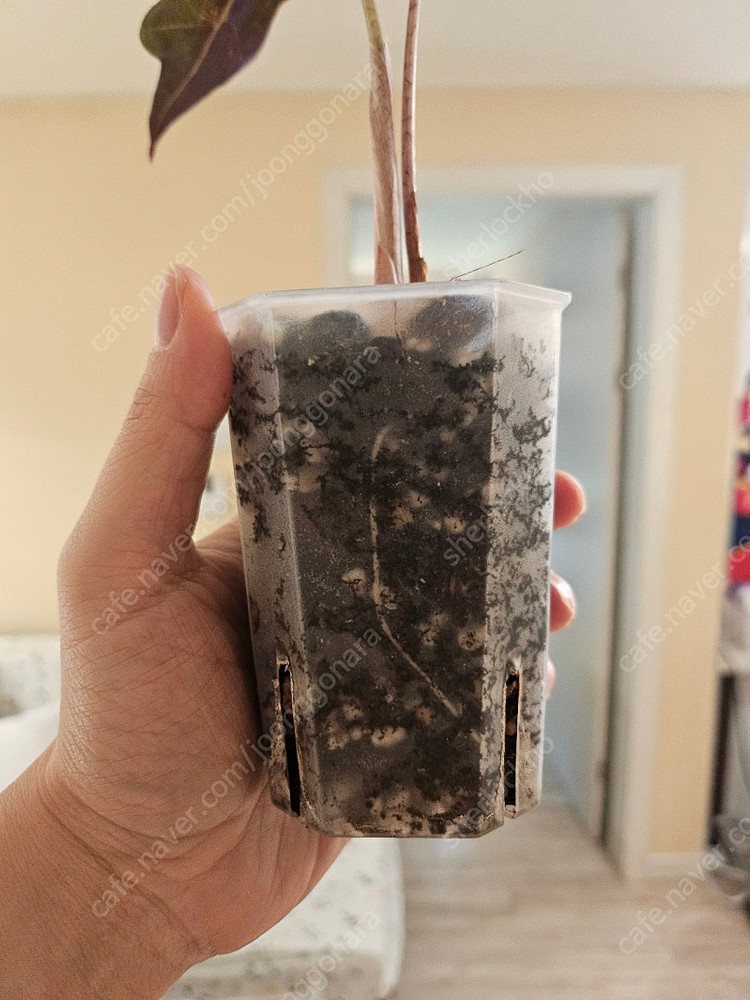 무천이 알로카시아 노빌리스 핑크바리에가타 분양합니다--5