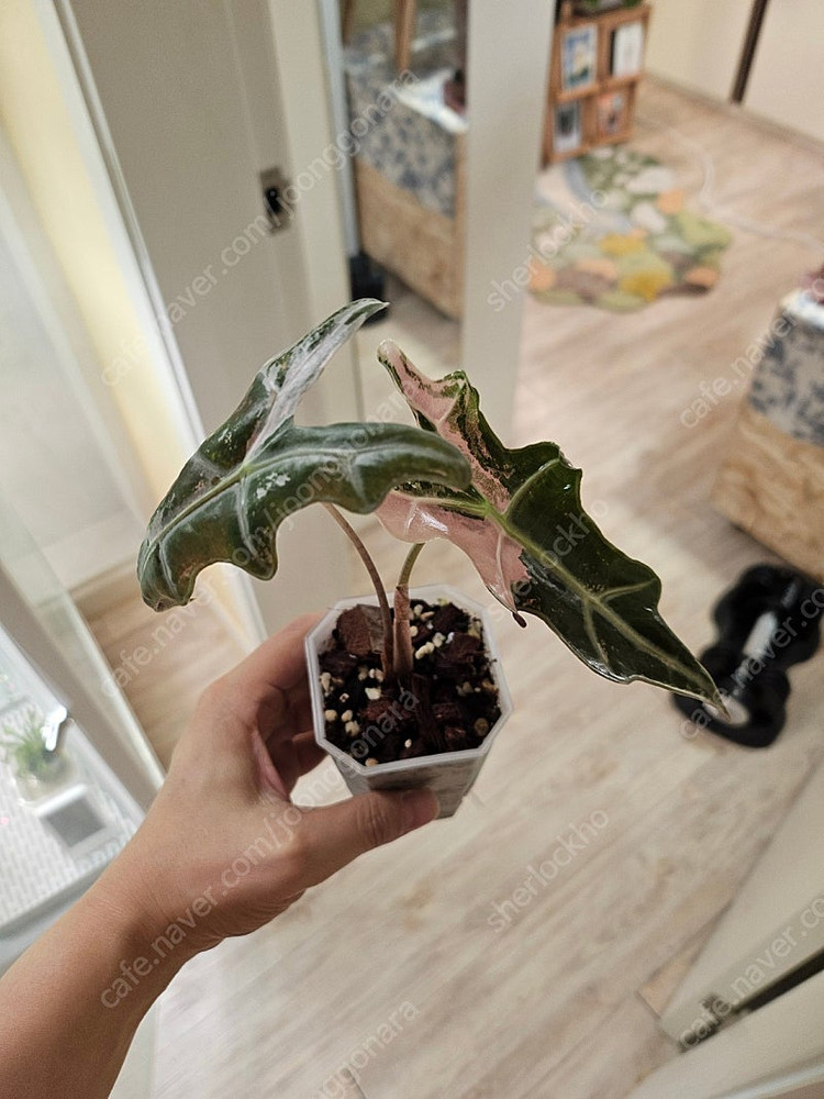 무천이 알로카시아 노빌리스 핑크바리에가타 분양합니다--6