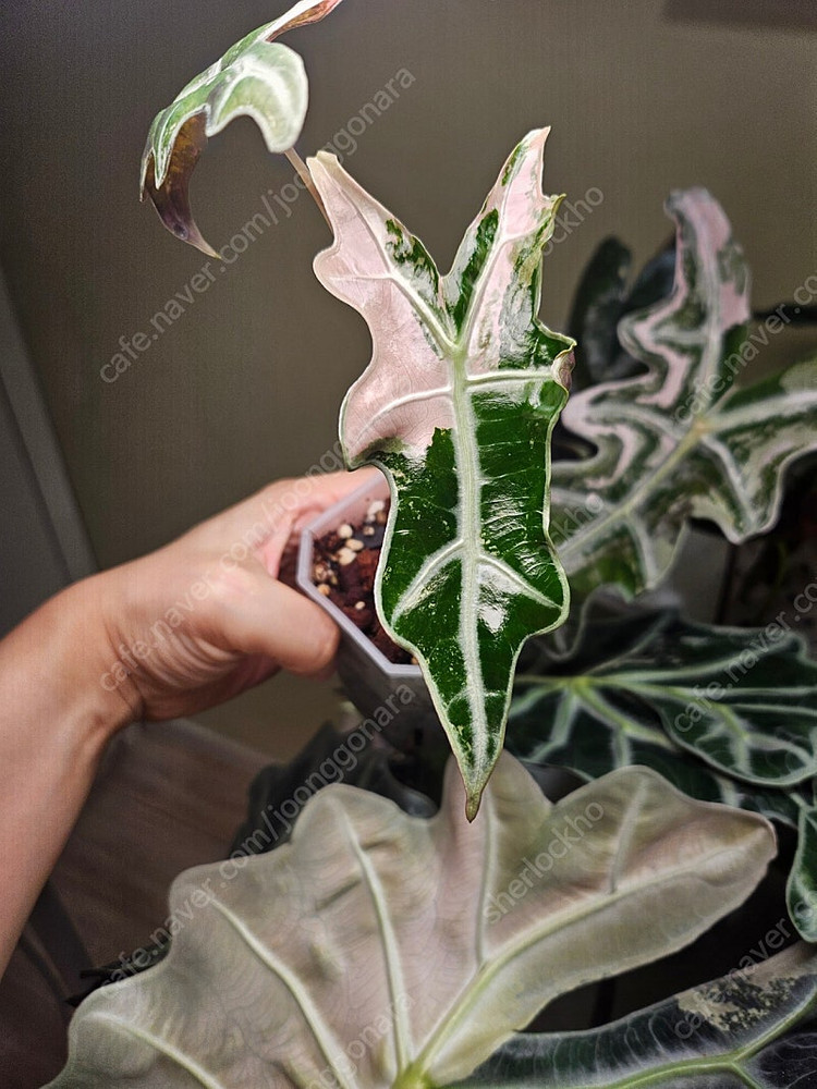 무천이 알로카시아 노빌리스 핑크바리에가타 분양합니다--7