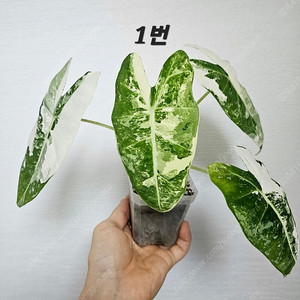 알로카시아 무늬 프라이덱