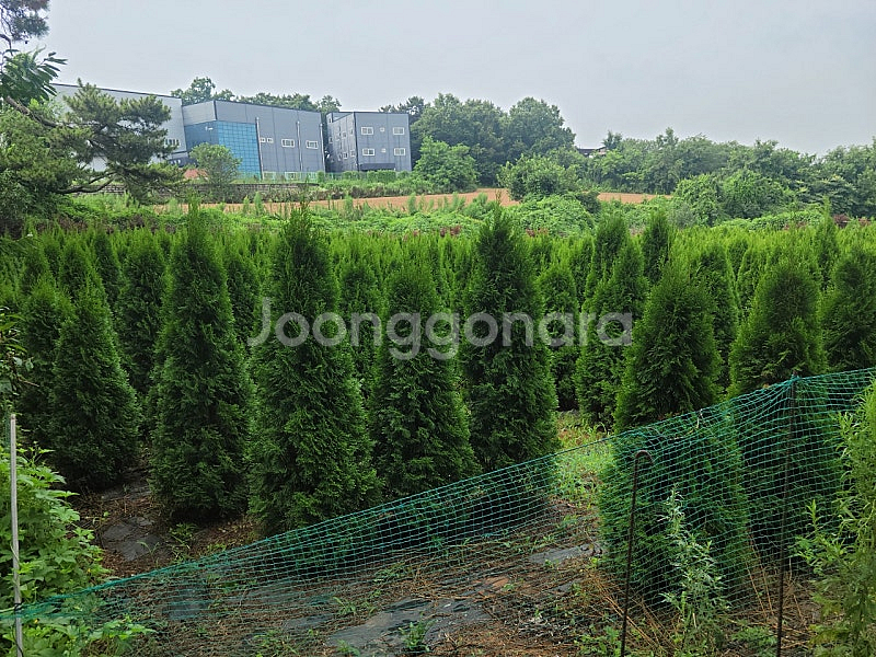 01058634005 #엠알란드그린판매중 #소나무판매 #조경수 #나무판매 #나무매매 #측백나무 #향나무 지역은 경기...--0