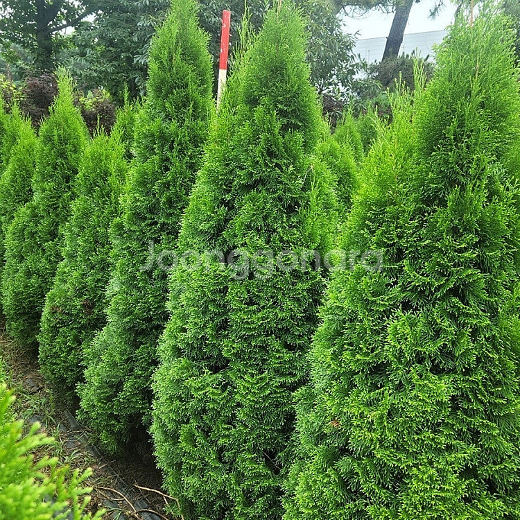 01058634005 #엠알란드그린판매중 #소나무판매 #조경수 #나무판매 #나무매매 #측백나무 #향나무 지역은 경기...--1