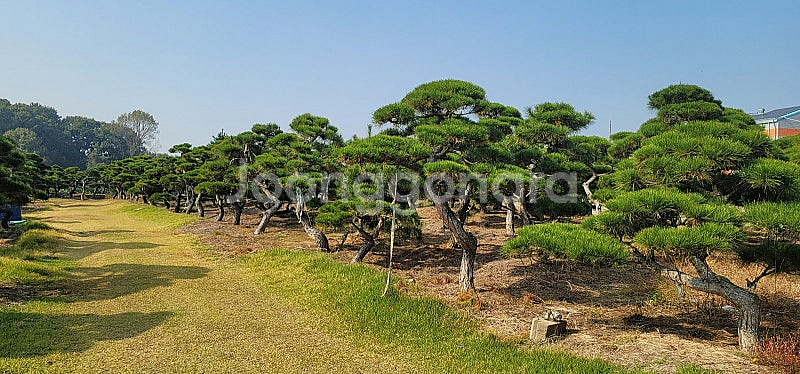 01058634005 #엠알란드그린판매중 #소나무판매 #조경수 #나무판매 #나무매매 #측백나무 #향나무 지역은 경기...--4