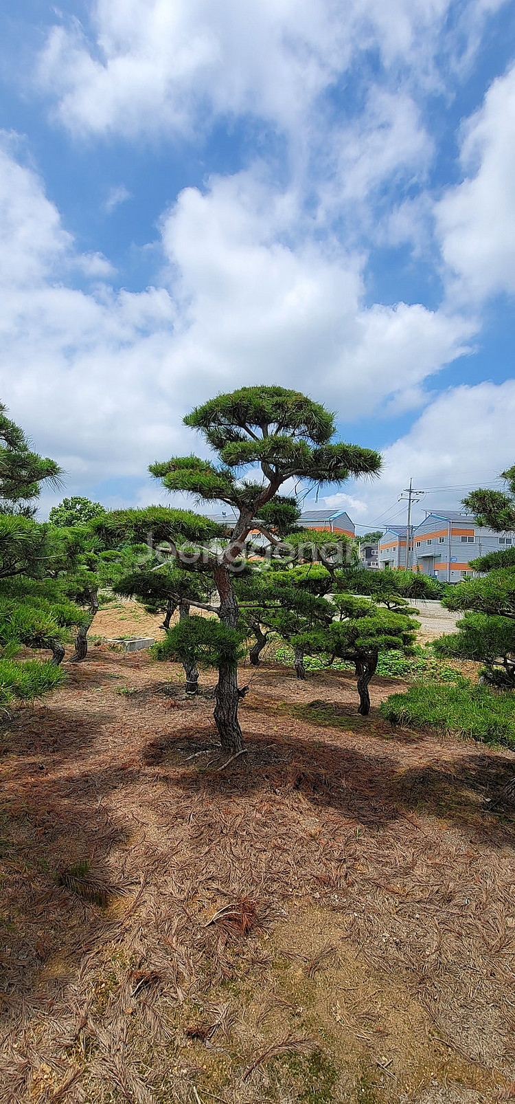 01058634005 #엠알란드그린판매중 #소나무판매 #조경수 #나무판매 #나무매매 #측백나무 #향나무 지역은 경기...--6