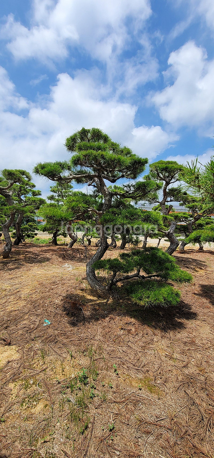 01058634005 #엠알란드그린판매중 #소나무판매 #조경수 #나무판매 #나무매매 #측백나무 #향나무 지역은 경기...--7