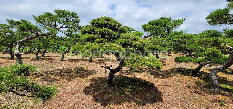 01058634005 #엠알란드그린판매중 #소나무판매 #조경수 #나무판매 #나무매매 #측백나무 #향나무 지역은 경기...--9