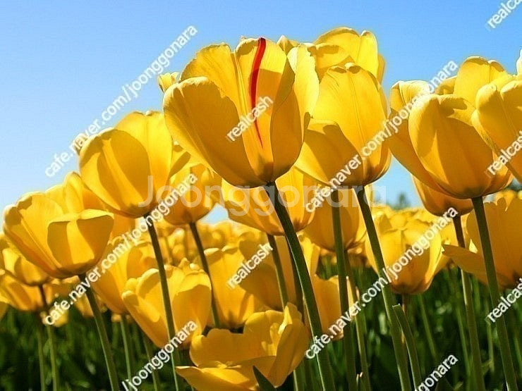 요기요 24만원 상품권(요기요어플등록사용),SKT스타벅...--0