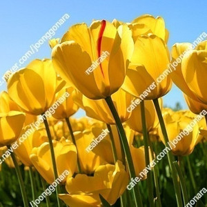 요기요 24만원 상품권(요기요어플등록사용),SKT스타벅스아메리카노톨(3개) 판매합니다