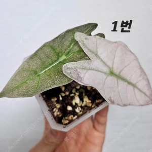 알로카시아 스테인글라스(풀민트 핑크)