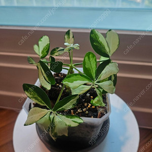 홍콩야자 샤롯데