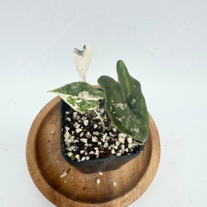 알로카시아 노빌리스 화이트(핑크) 바리에가타