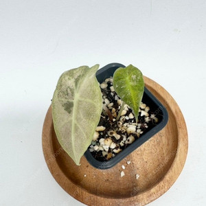 알로카시아 산데리아나 불 화이트(핑크) 바리에가타