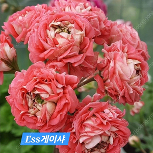 Ess게이샤 러시아제라늄 대품