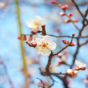 갤럭시탭s9 울트라 삽니다