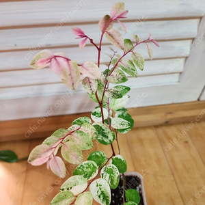 소코라코
