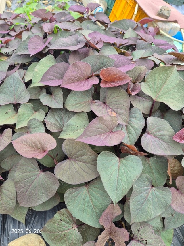 통채루 고구마 모종 이미지