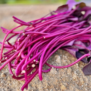 통채루 고구마 모종 이미지