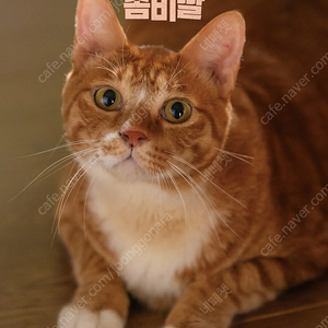 좀비딸 악마가이사왔다 나의아픈사랑이야기 긴키지방의어느장소 도라에몽 머티리얼리스트 강령 주니토니 전지적독자시점 추적 수연의선율 에프원 F1더무비 발레리나 아이맥스 포디엑스 스크린엑스