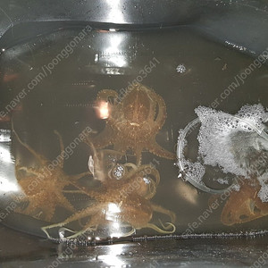 닉스인쇼어2버전 23년식 보증서삽니다 이미지