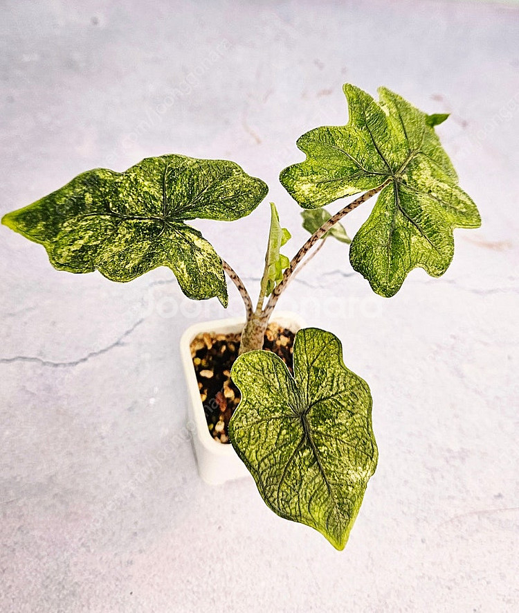 알로카시아 미스틱 바리에가타--0