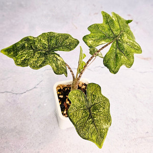 알로카시아 미스틱 바리에가타