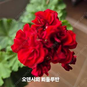 제라늄 오덴시외뢰들루반