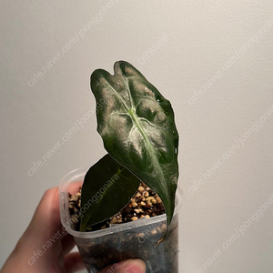 알로카시아 베놈