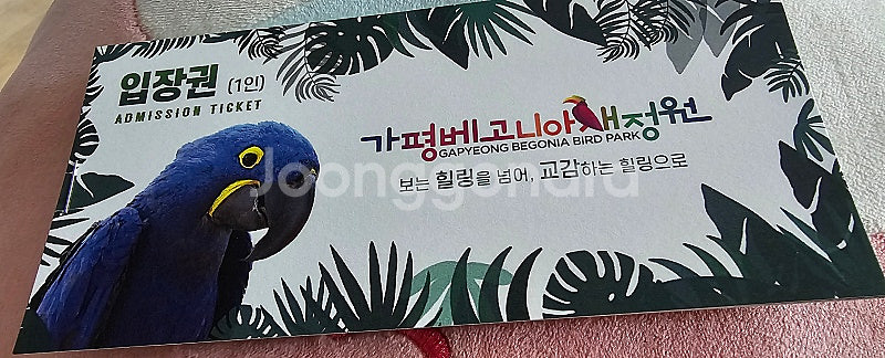 가평 베고니아 새정원 티켓 4매--0